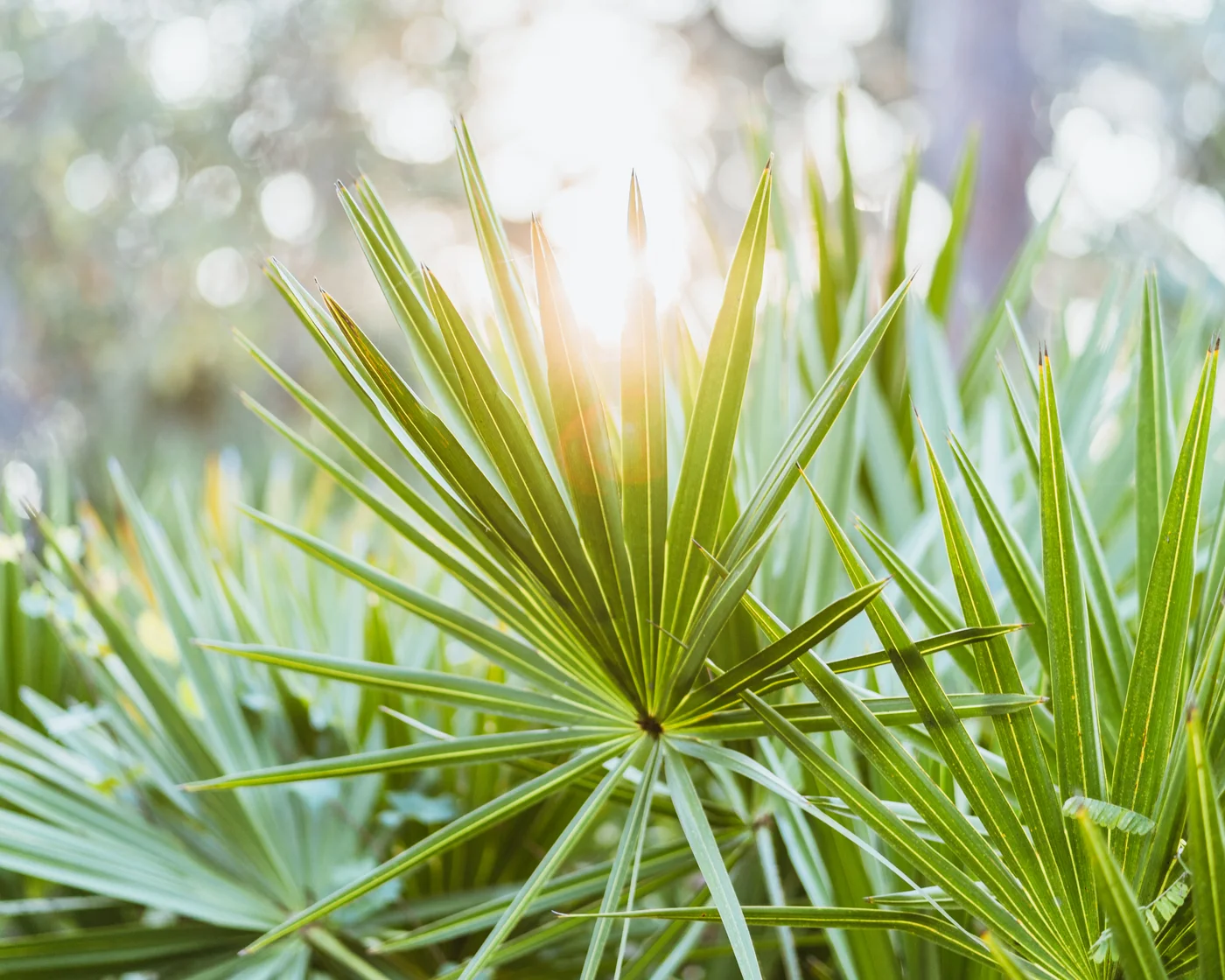 palm fronds with light shining through from behind
