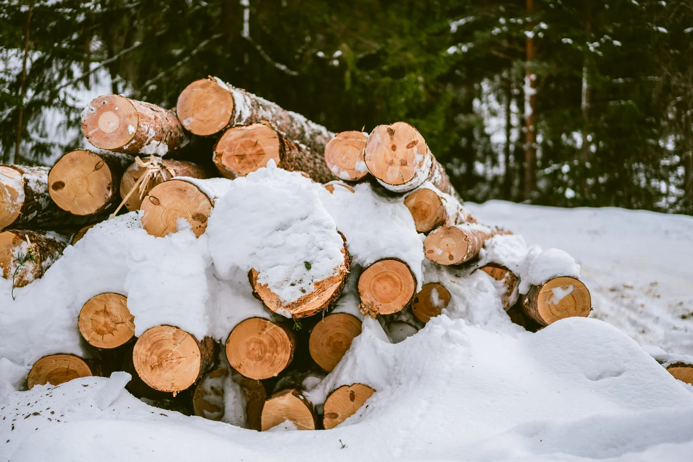 Snow on cut logs in Norway forest