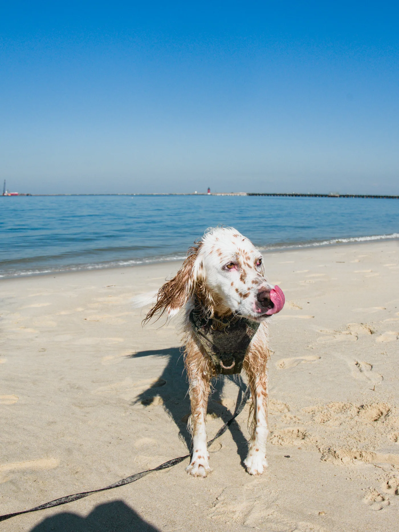 dog posting for photo on the Delaware bay, licking licks 