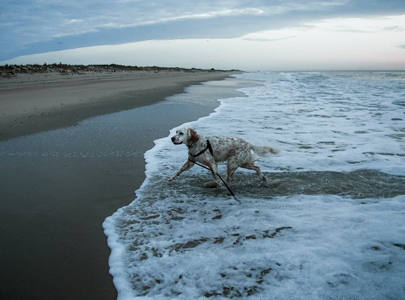 english setter walking on the edge of the waves on the beach of Cape Henlopen
