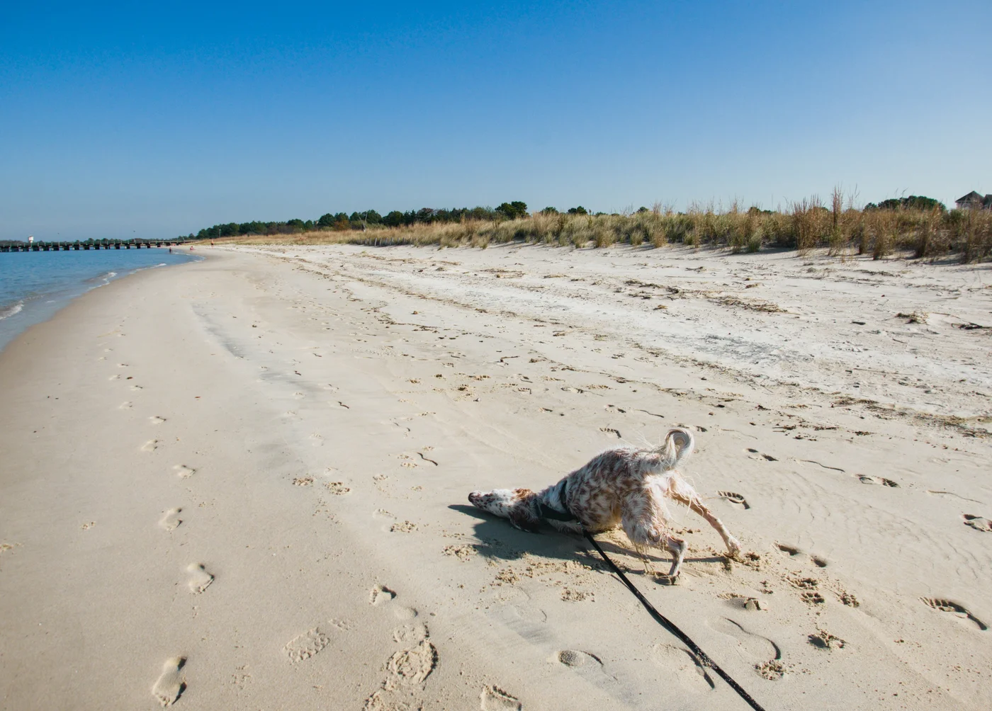 wet dog rubbing its head into beach sand