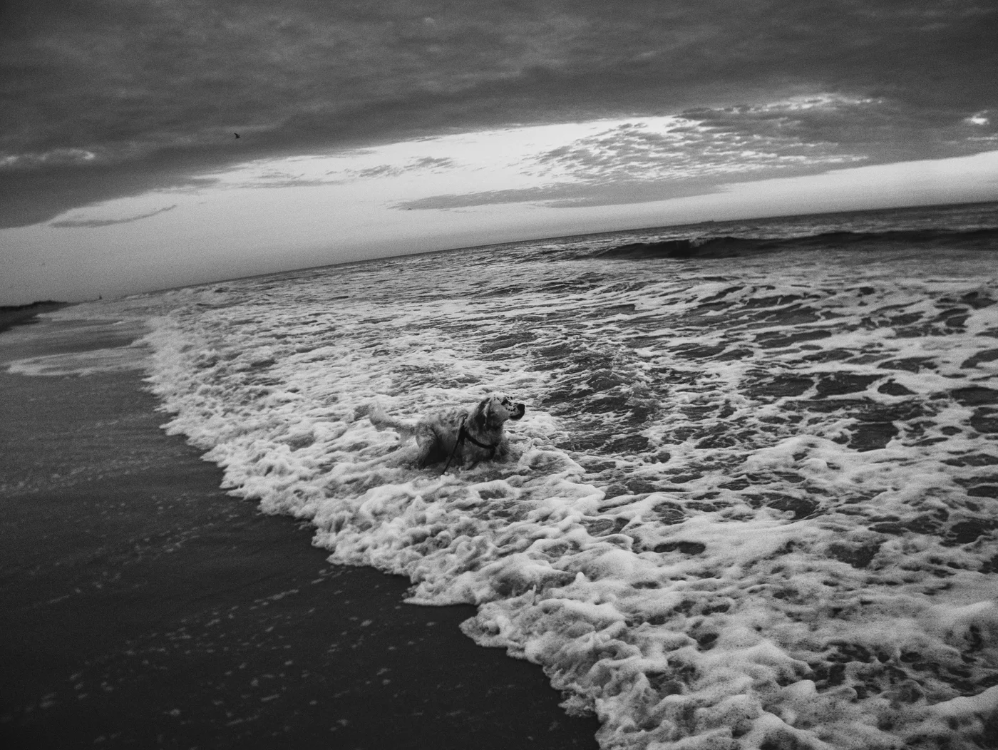 black and white dramatic photo with a dutch angle tilt of a english setter wading into the Atlantic ocean.