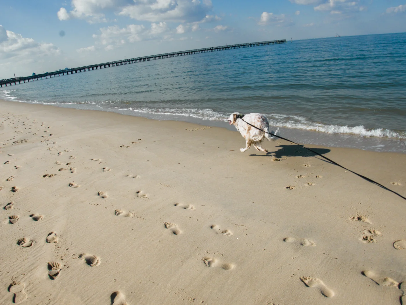 dog running on the Delaware bay shoreline with a fishing pier in the distance