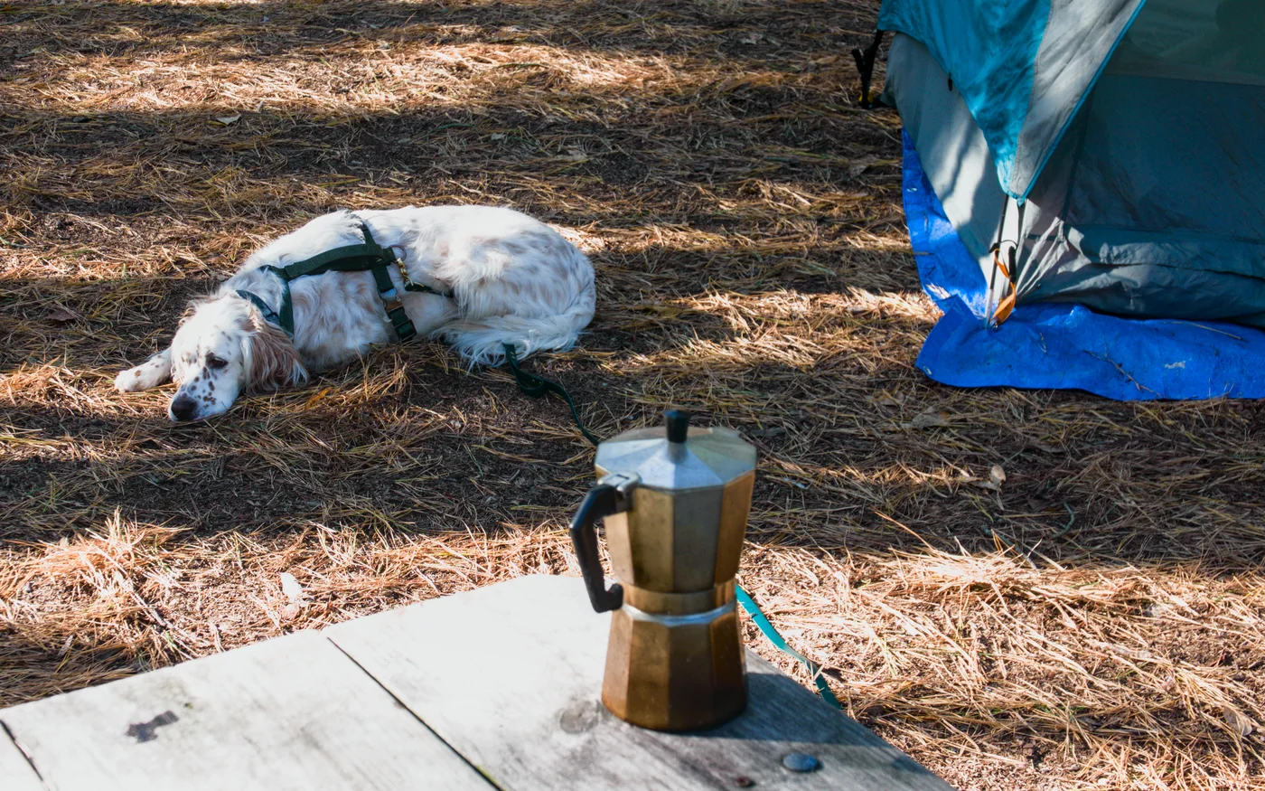 English setter laying down on pine needles, next to a picnic table with a moka pot on it and the edge of a camping tent on the side