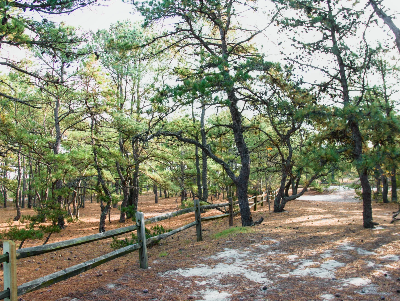 Cape Henlopen trees with a sand and pine needle floor and a classic wood fence diagonally cut through the image