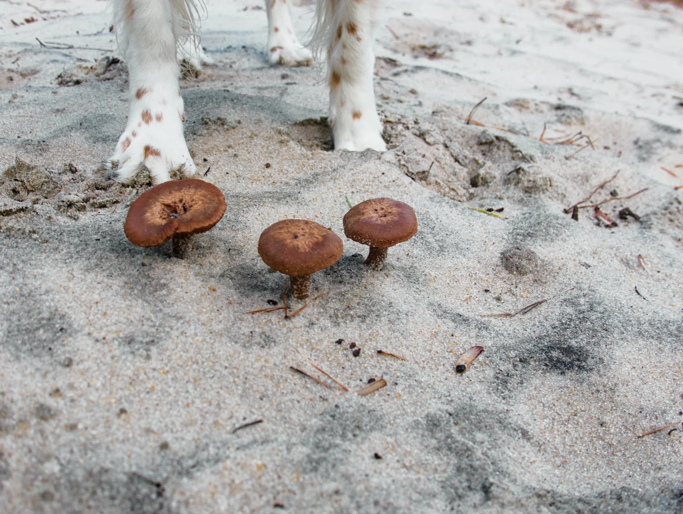 english setter paws behind three brown mushrooms all on a sandy patch of ground