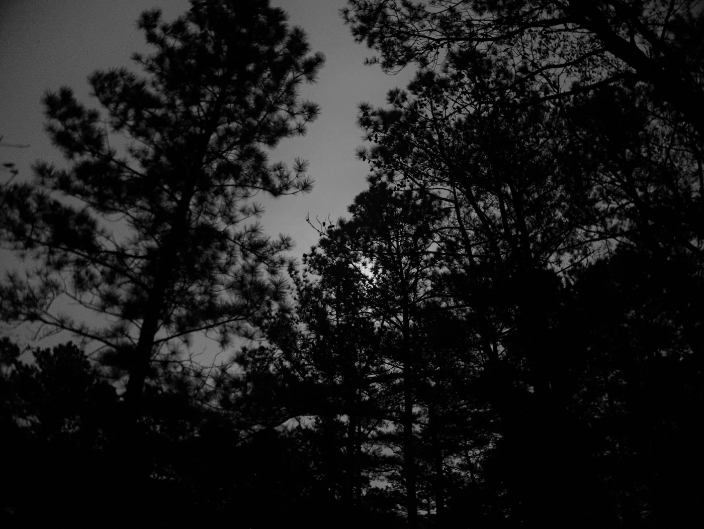 Moon shining through multiple pine trees at night, black and white