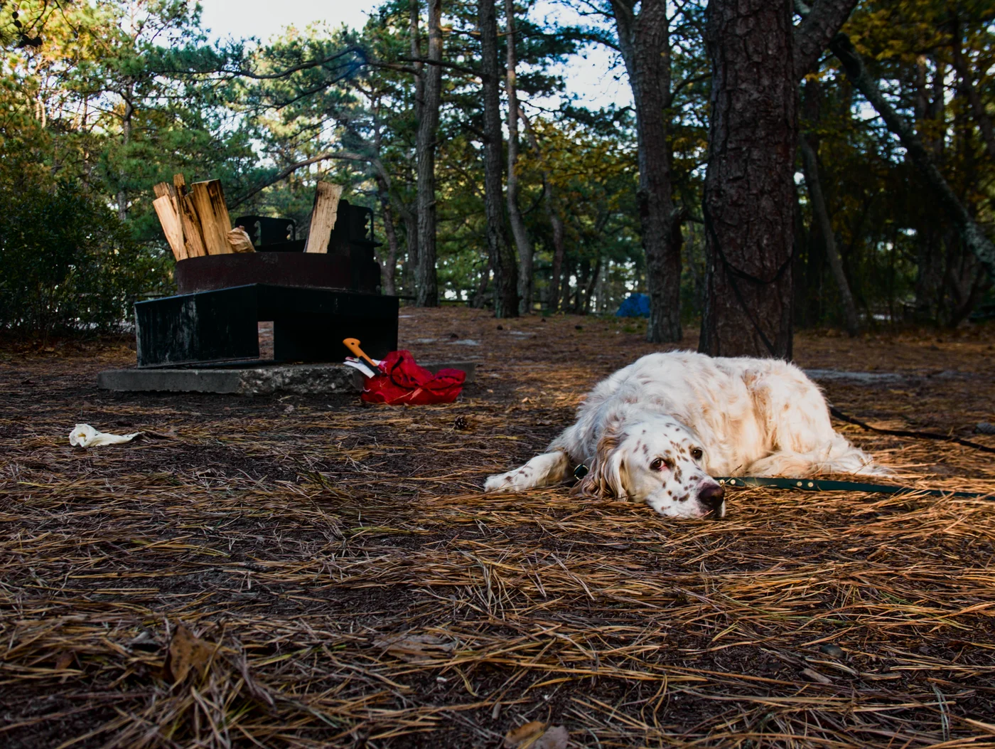 English setting lays down beside a fire pit at Cape Henlopen